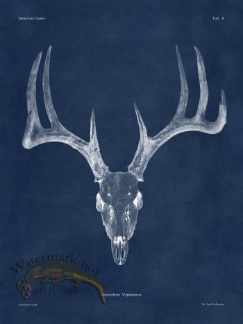 Blue Bones 06 White Tail